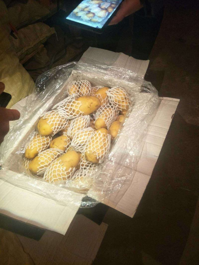 山东优质冷库箱装荷兰土豆大量供应