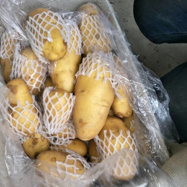 山东优质冷库箱装荷兰土豆大量供应