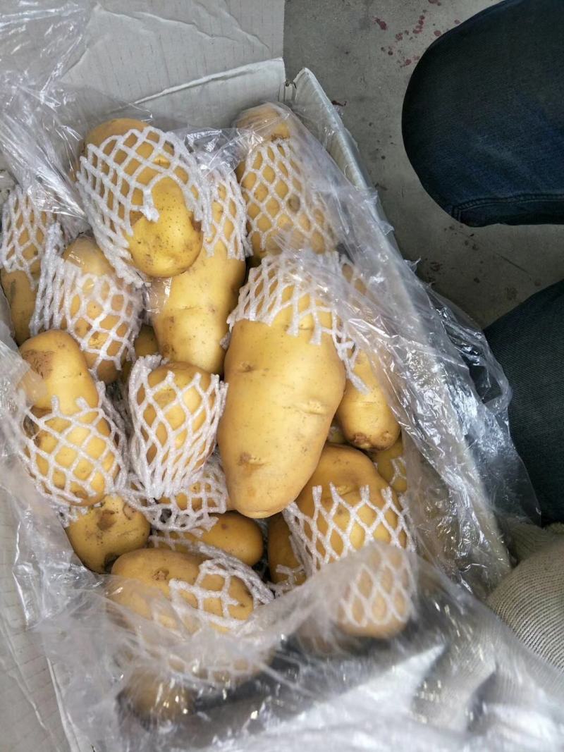 山东优质冷库箱装荷兰土豆大量供应