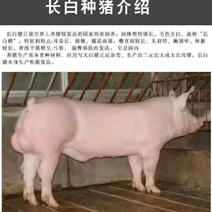 长白母猪，品种保证，产仔多好饲养，视频选猪，全国发货