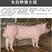 长白母猪，品种保证，产仔多好饲养，视频选猪，全国包邮发货