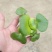 水葫芦凤眼蓝养龙虾，养鱼等必备水生植物