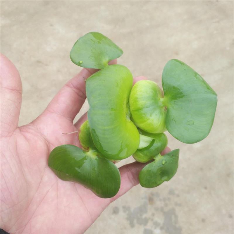 水葫芦凤眼蓝养龙虾，养鱼等必备水生植物