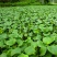 水葫芦凤眼蓝养龙虾，养鱼等必备水生植物