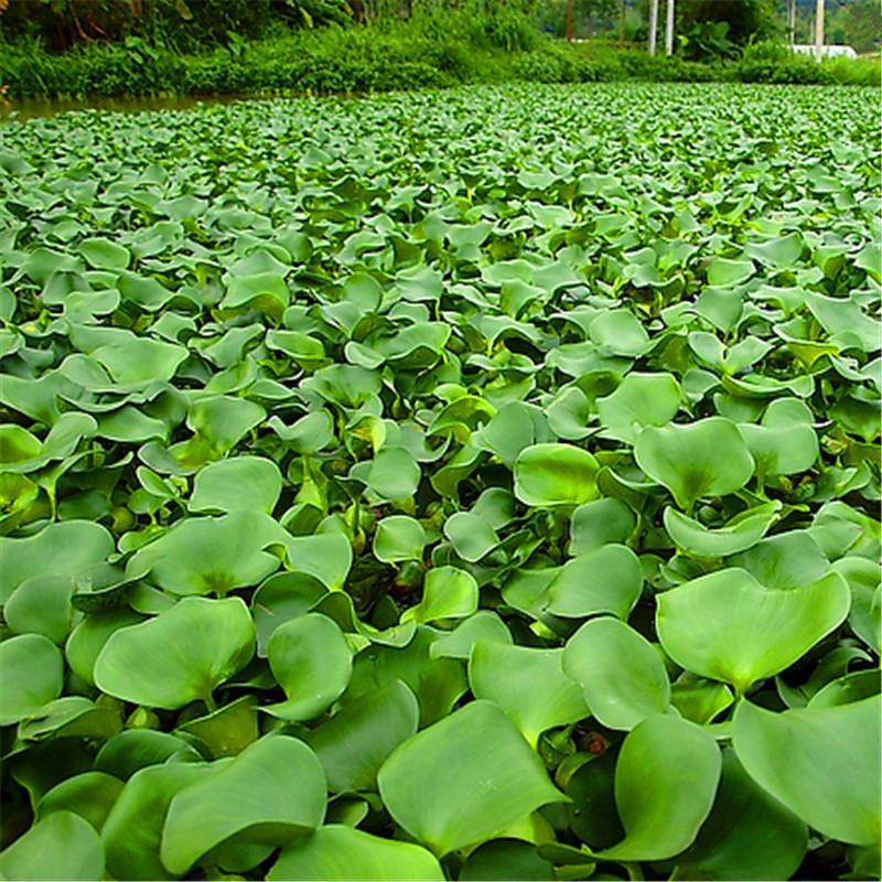 水葫芦凤眼蓝养龙虾，养鱼等必备水生植物