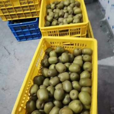 红心弥猴桃大量批发走量