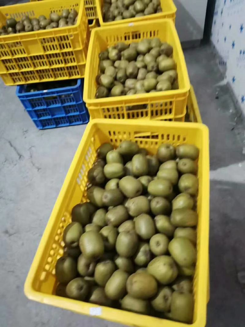 红心弥猴桃大量批发走量