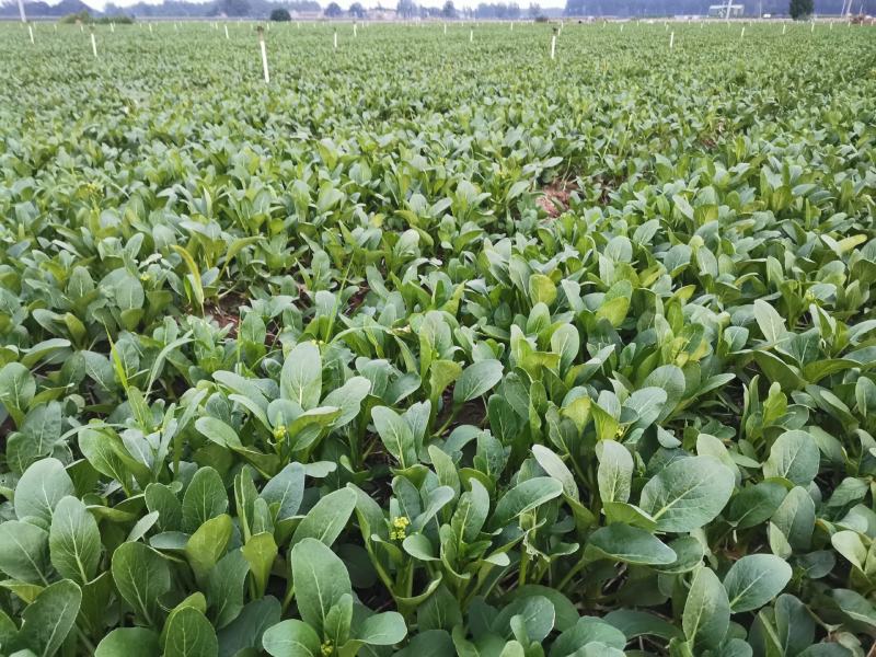 广东菜心菜苔上海青广东河南万亩菜心基地大量上市啦！