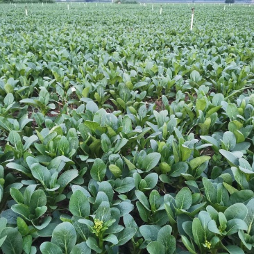 广东菜心菜苔上海青广东河南万亩菜心基地大量上市啦！