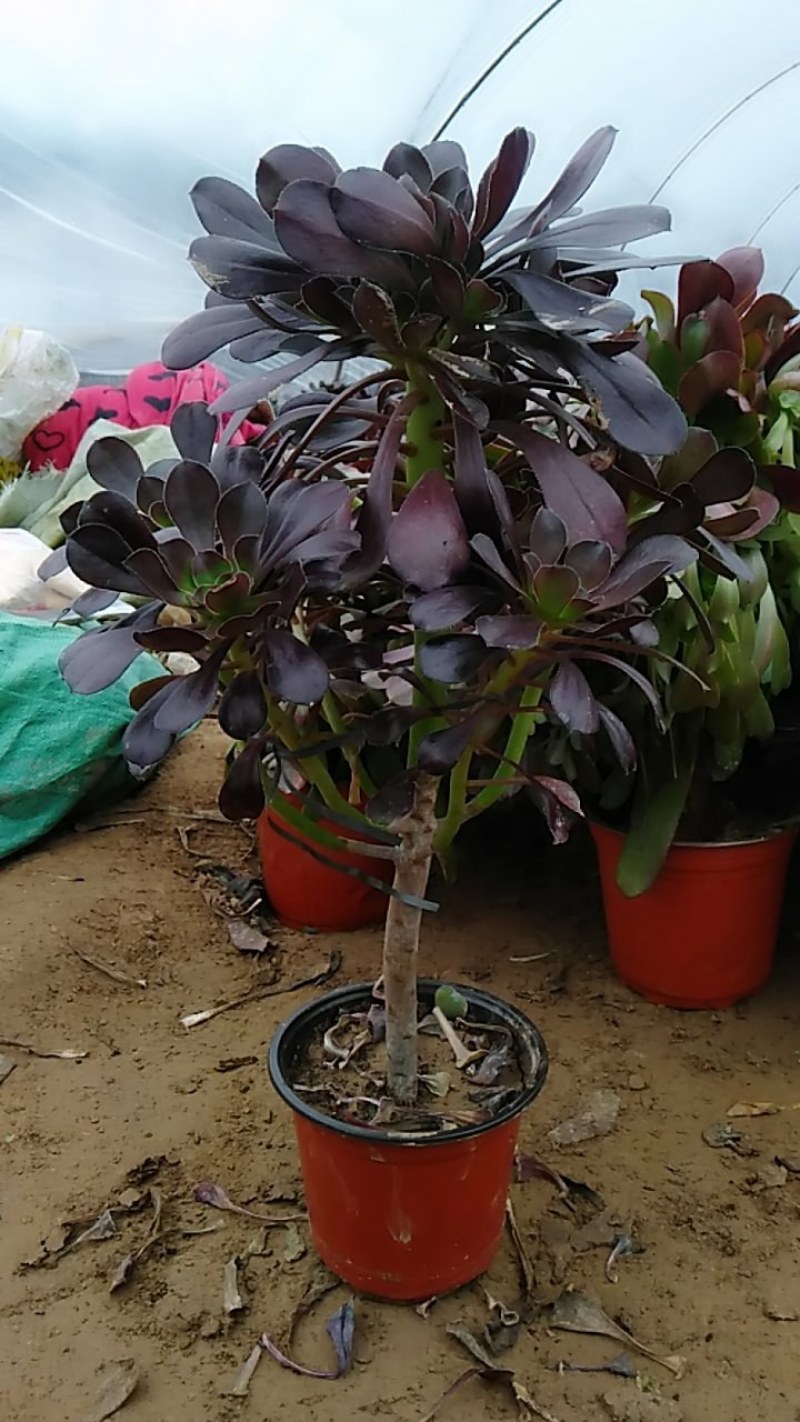 法师多肉基地直销欧版紫羊绒基地批发，可混批。