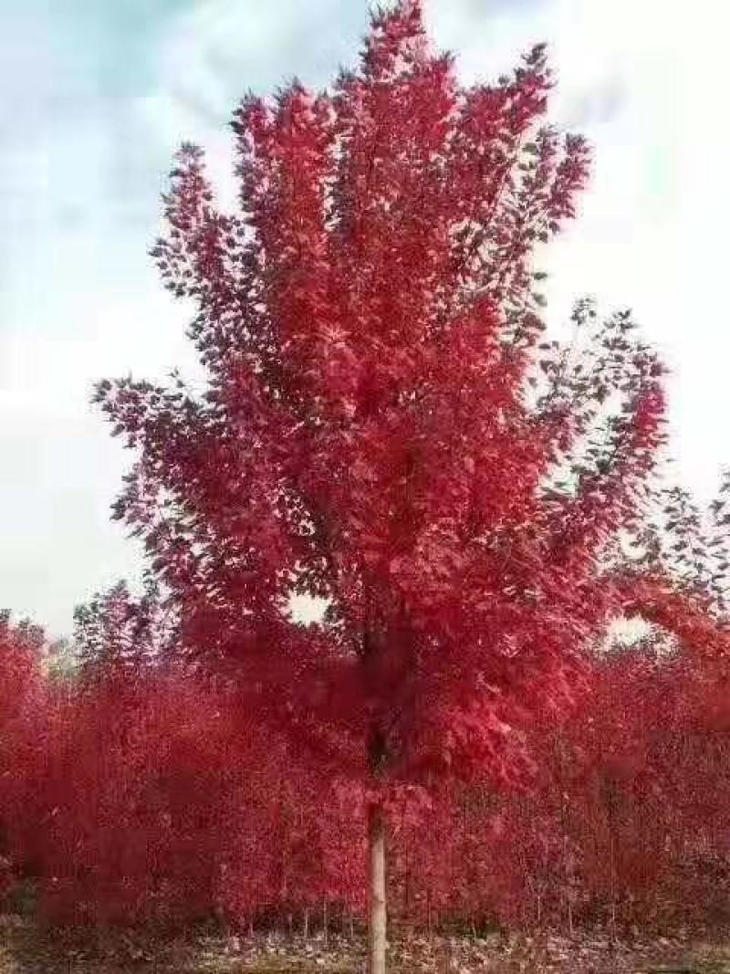美国红枫，秋火焰，红冠，红点，没有中间商，价格低，上货快