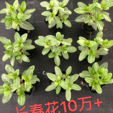 长春花