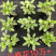 长春花