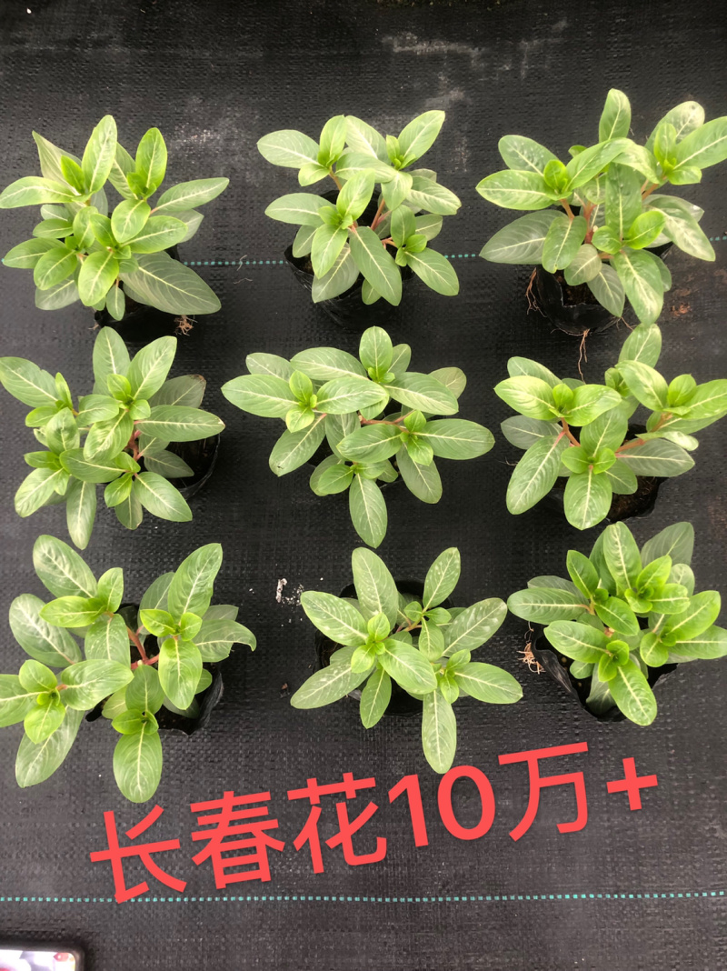 长春花