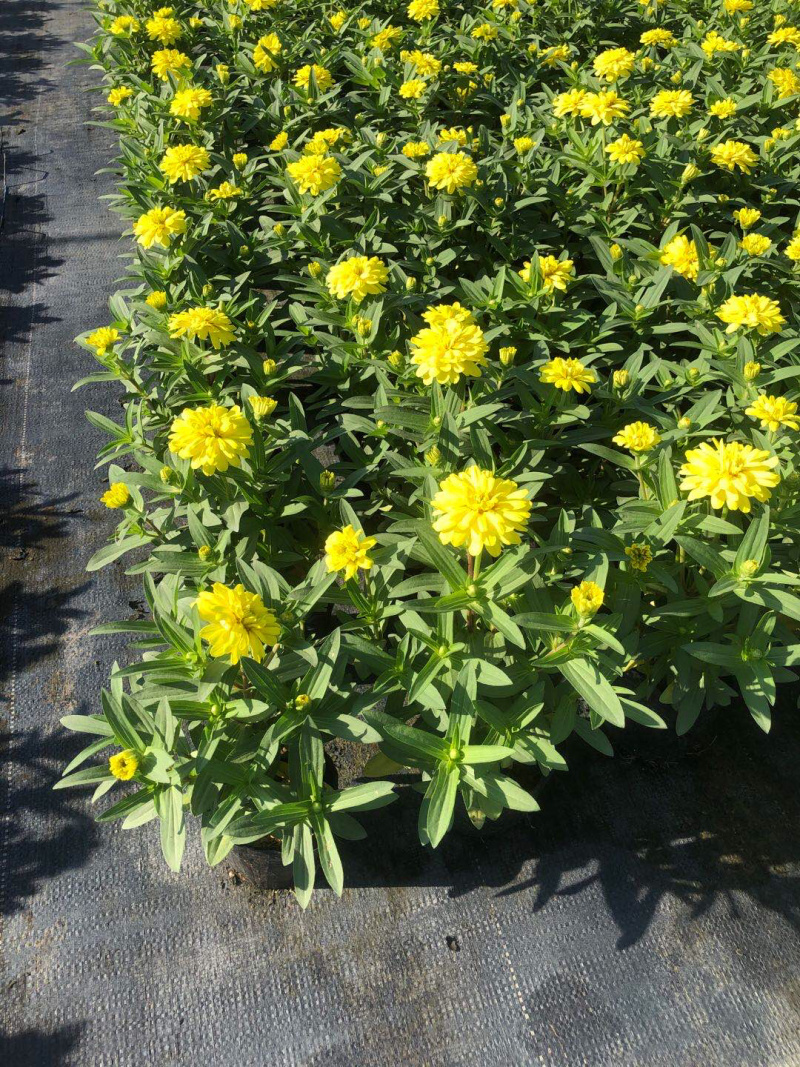 长春花