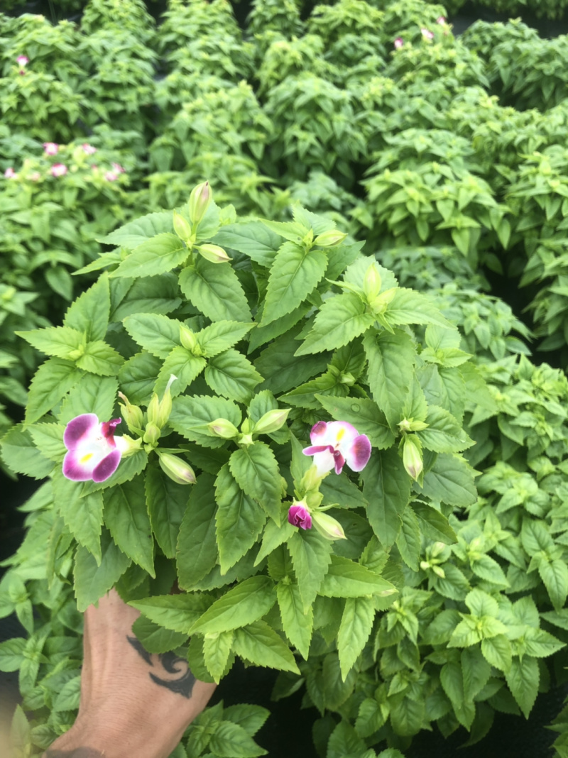 长春花