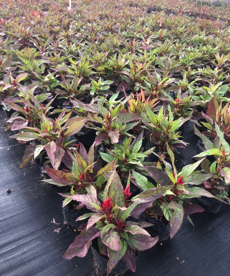 长春花