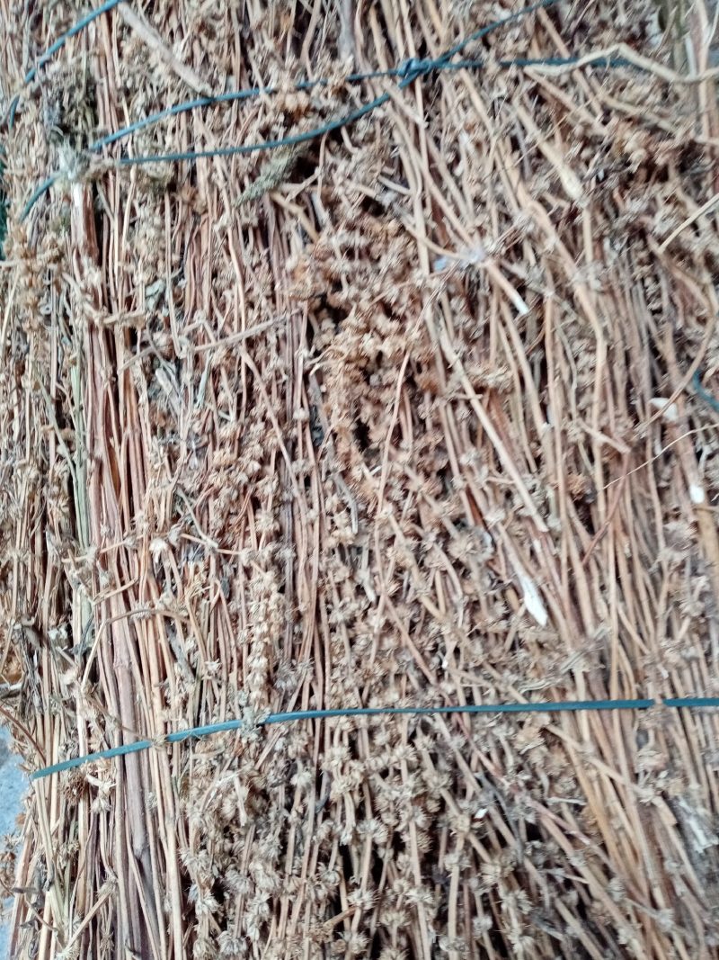益母草，野生干品，长期有货，保证质量，，，，，。。，，，