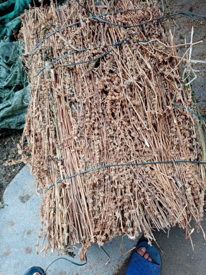益母草，野生干品，长期有货，保证质量，，，，，。。，，，
