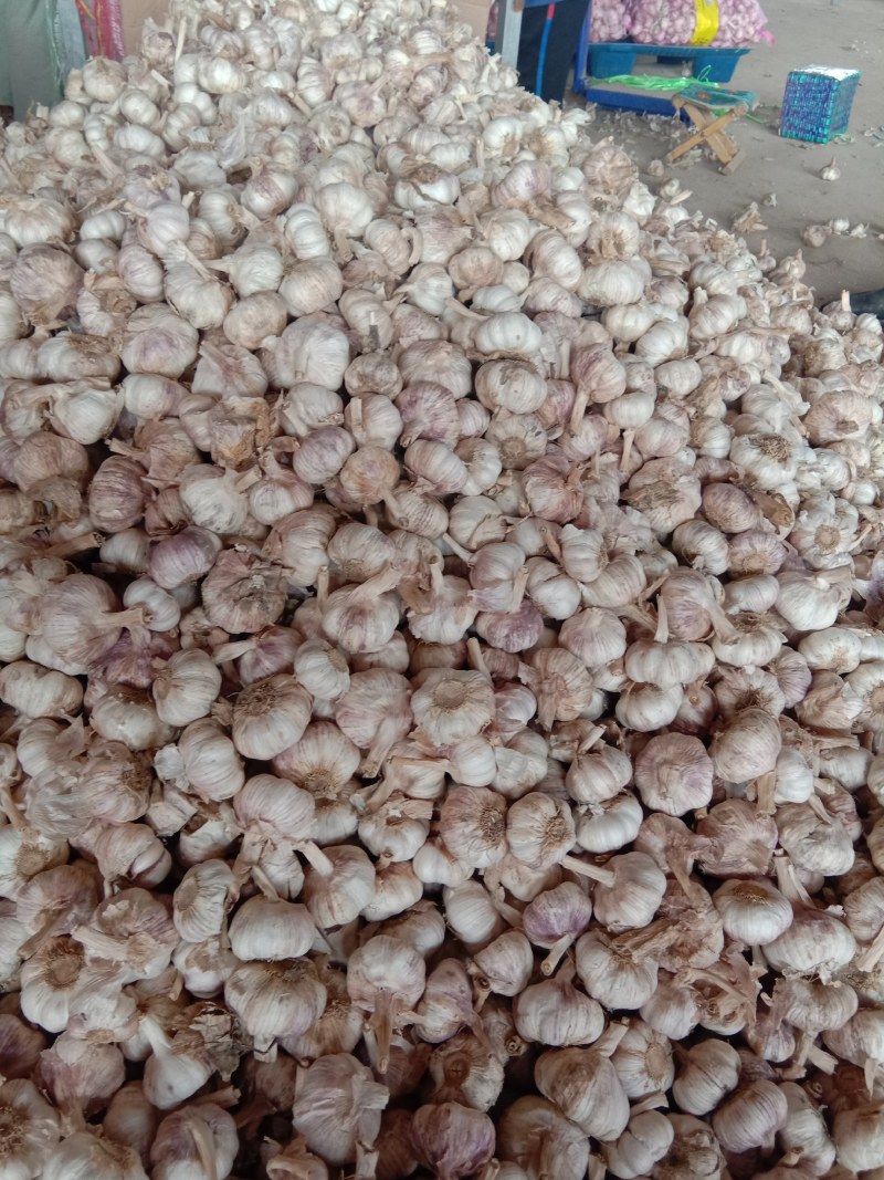 河南大蒜，紫皮蒜，货量充足，欢迎采购，全国代发，质量保证