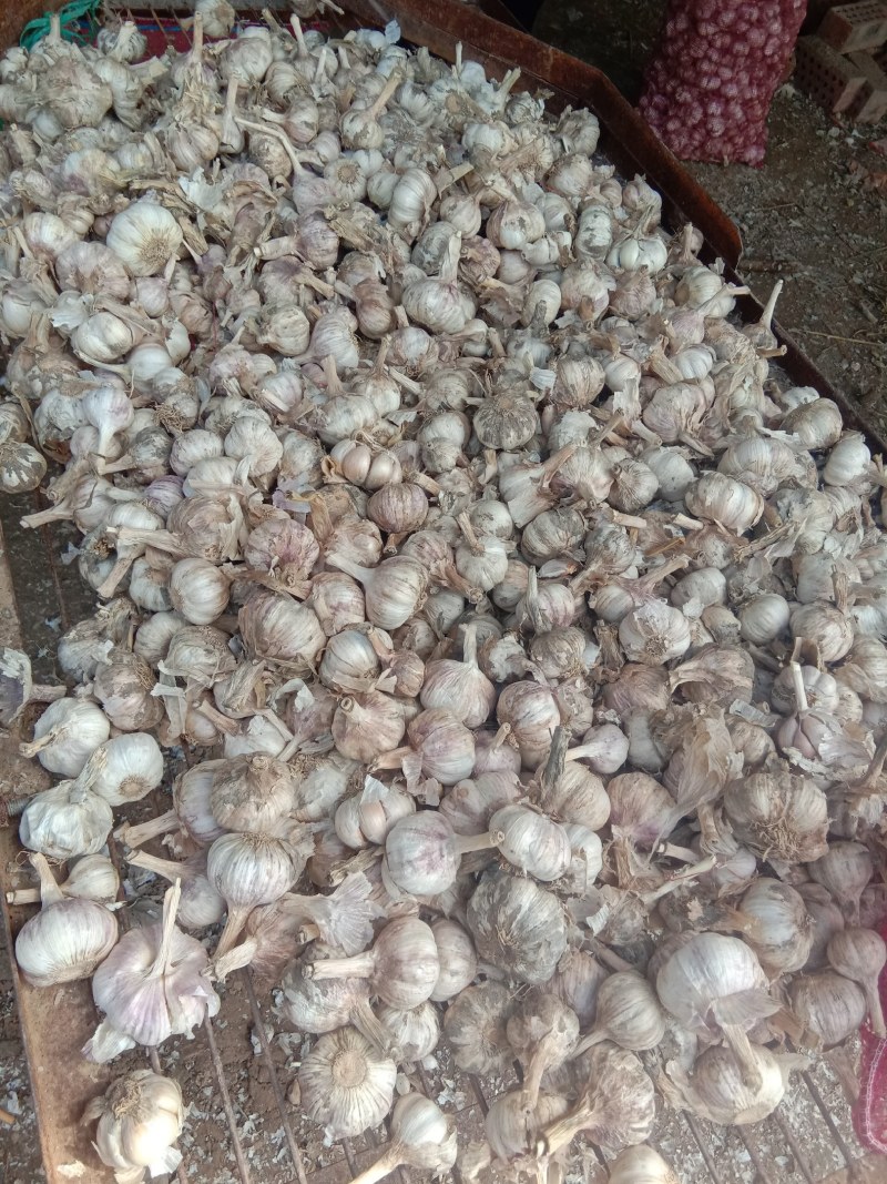 河南大蒜，紫皮蒜，货量充足，欢迎采购，全国代发，质量保证