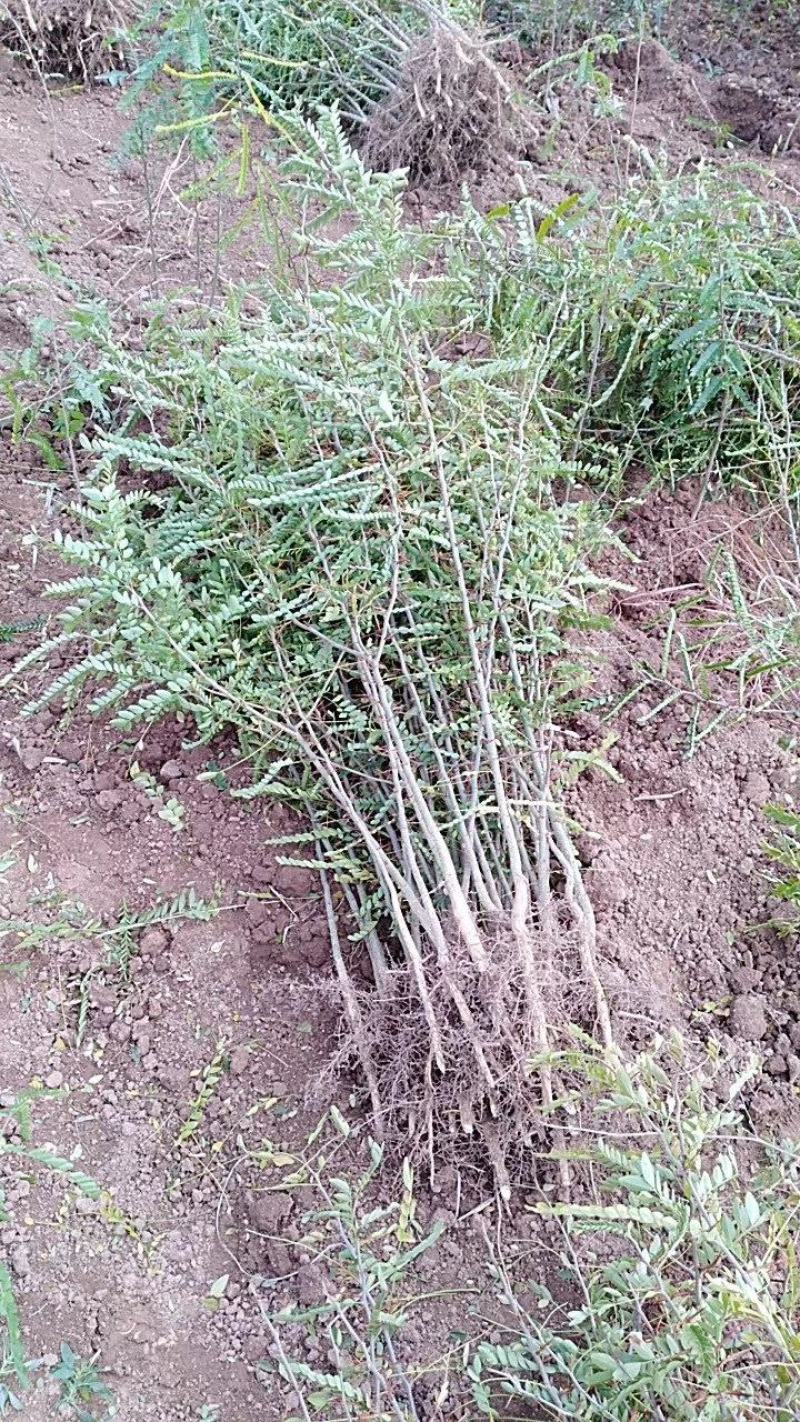 皂角苗山西。绿化苗木农户直供一手货源。货源充足，纯度高。