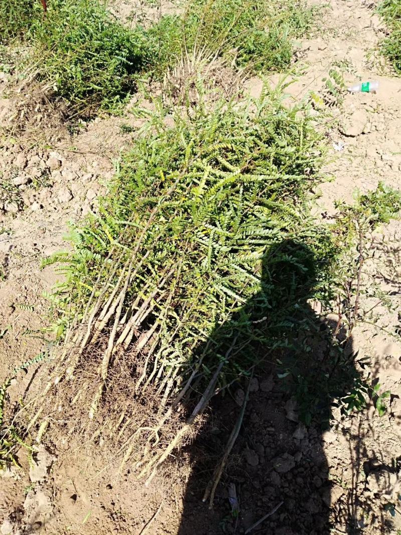 皂角苗山西。绿化苗木农户直供一手货源。货源充足，纯度高。