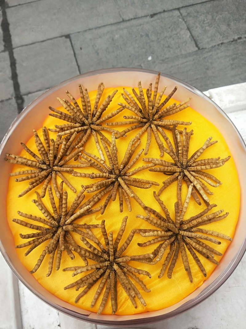 虫草。