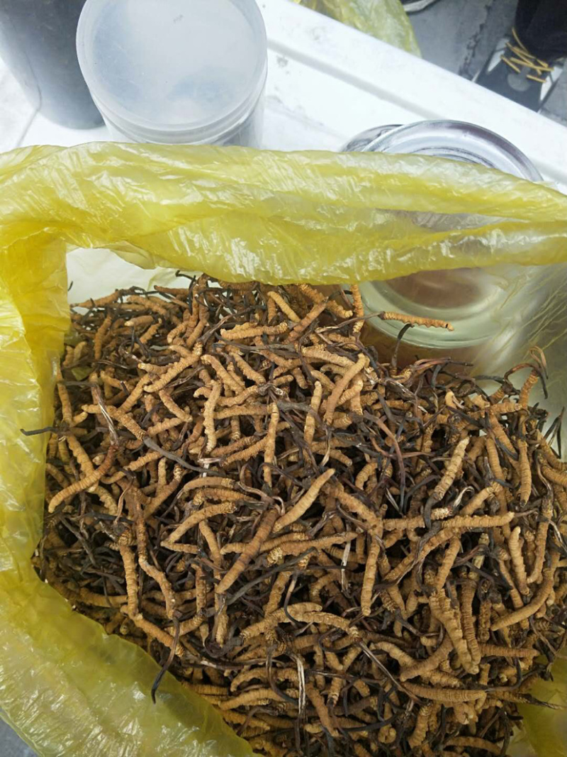 虫草。