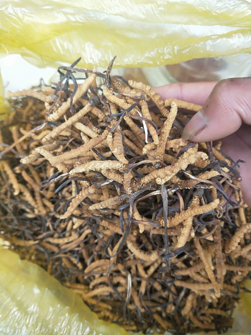虫草。