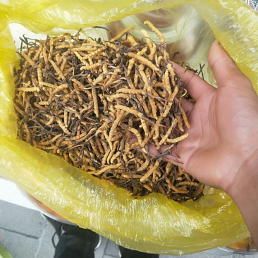 虫草。