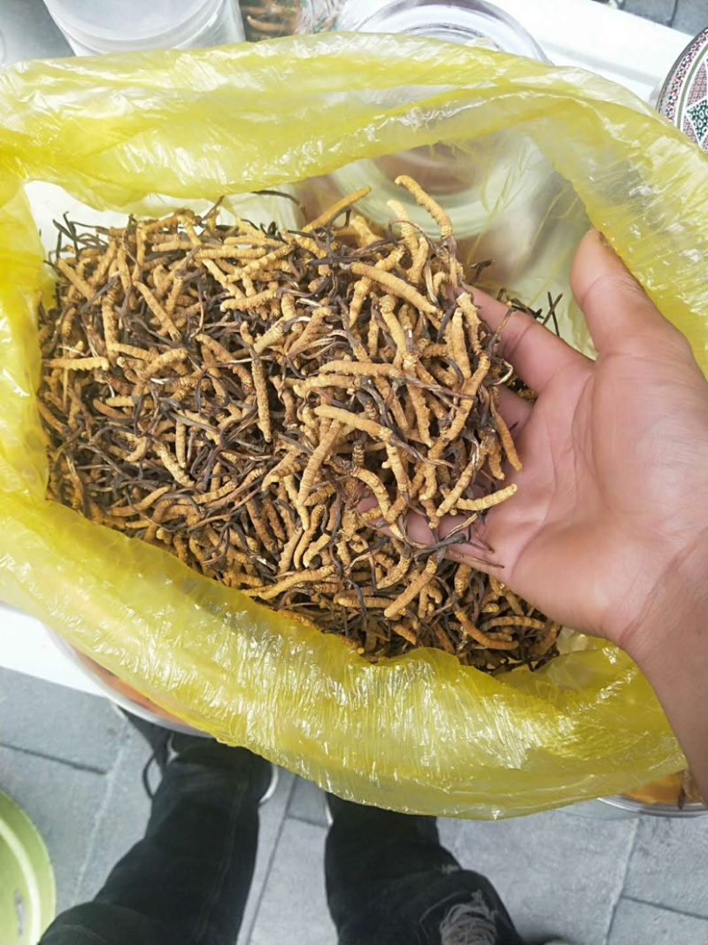 虫草。