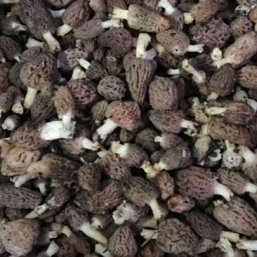 羊肚菌。