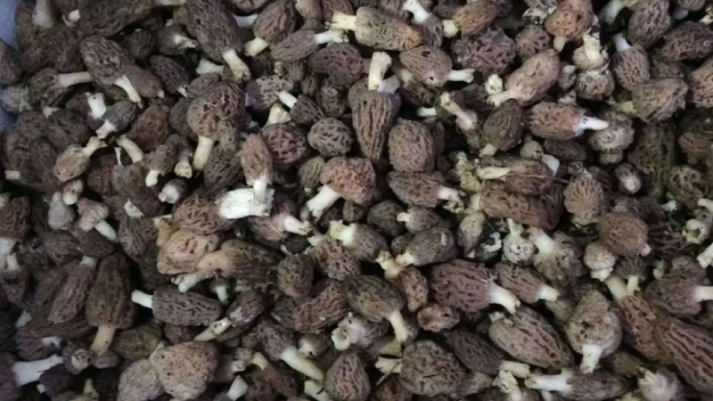 羊肚菌。
