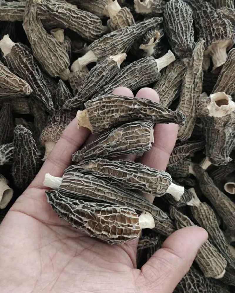 羊肚菌。