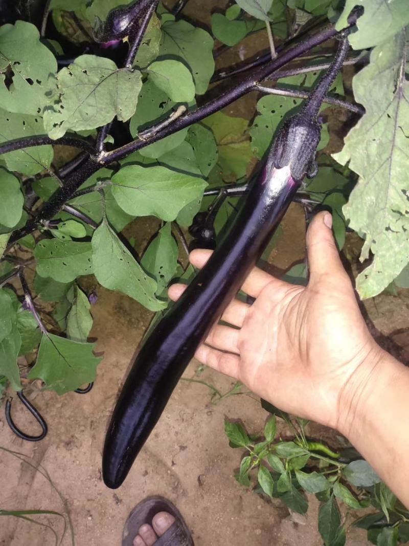 紫长茄子辽宁大量上市自产自销价格实惠，欢迎老板采购！