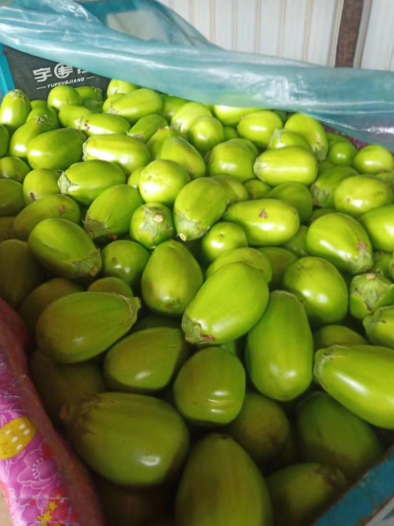 青茄子，承接全国订单，精品货大量上市，预定中，