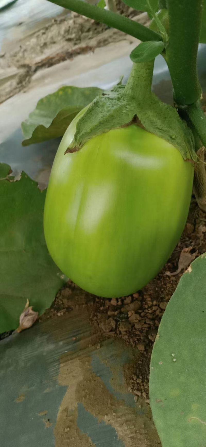 青茄子，承接全国订单，精品货大量上市，预定中，