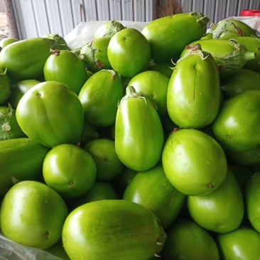 青茄子，承接全国订单，精品货大量上市，预定中，