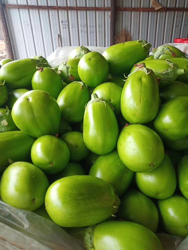青茄子，承接全国订单，精品货大量上市，预定中，