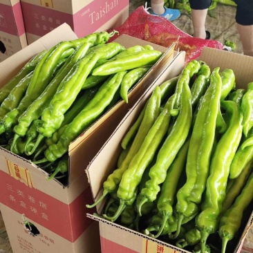 【特惠】黄皮尖椒产地直发货源充足承接各地订单欢迎咨询