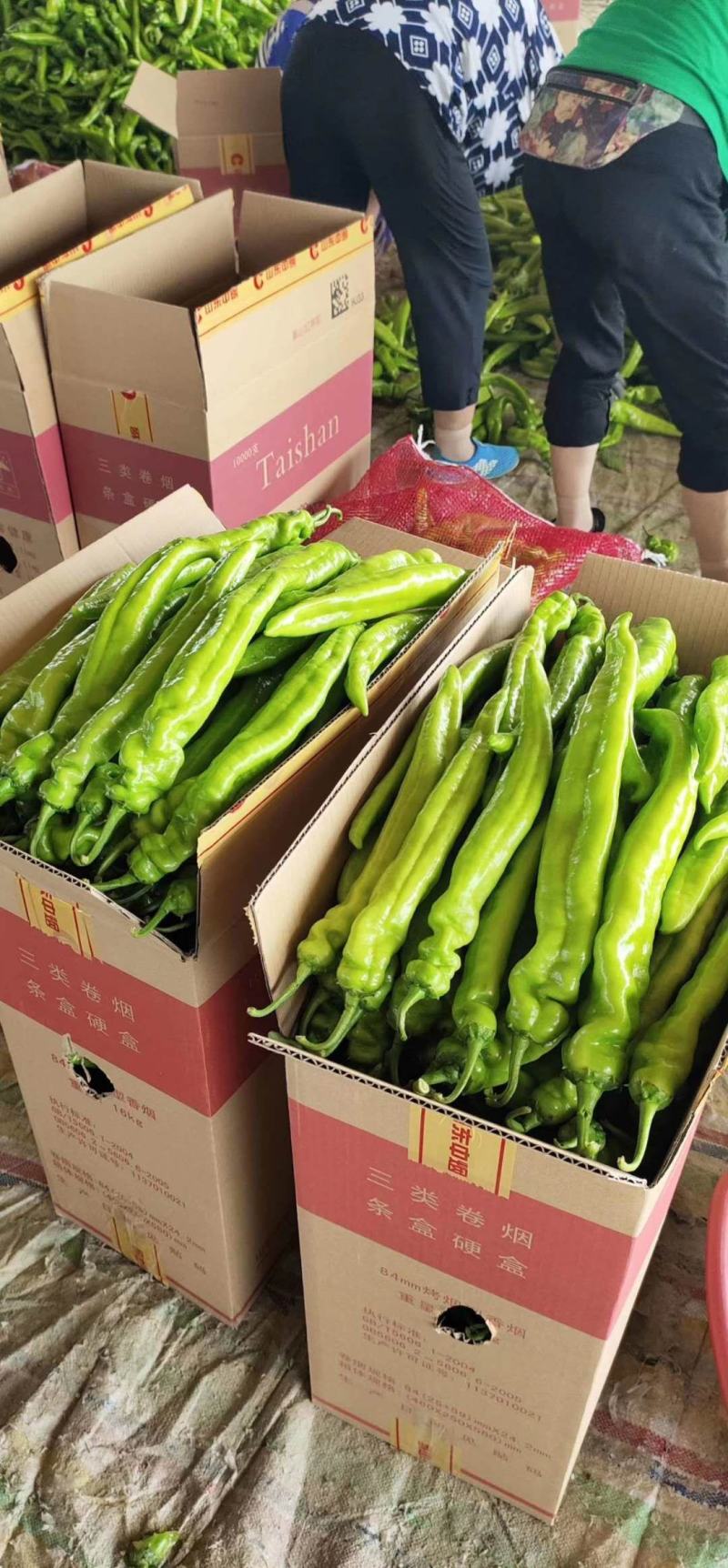 【特惠】黄皮尖椒产地直发货源充足承接各地订单欢迎咨询