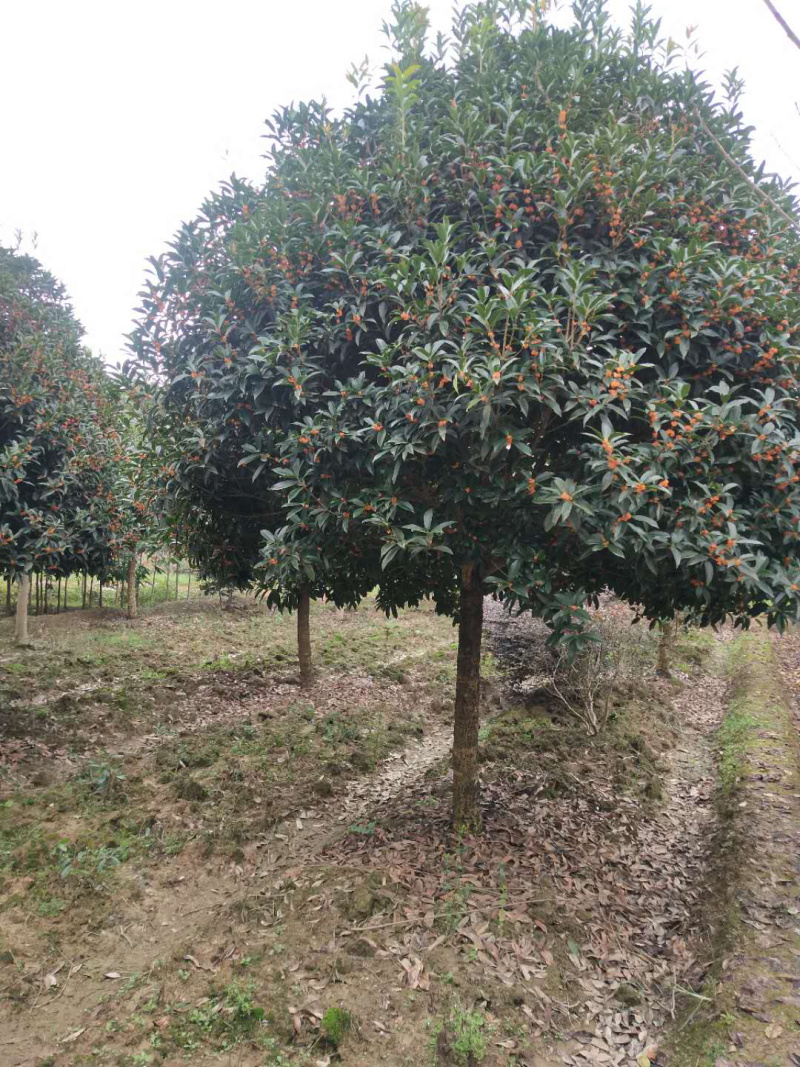 桂花汉中货源2020年8月20号和价格量大可以优惠