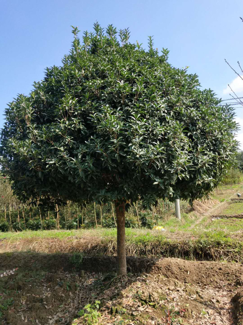 桂花汉中货源2020年8月20号和价格量大可以优惠
