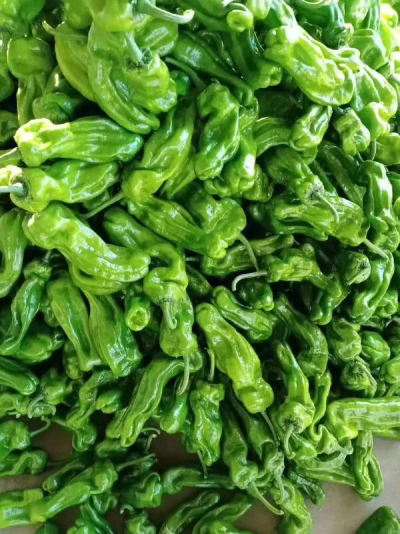 【推荐】山东辣椒精品薄皮新鲜青椒大小均匀量大从优