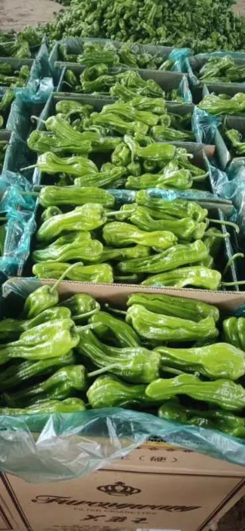 【推荐】山东辣椒精品薄皮新鲜青椒大小均匀量大从优