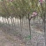 樱花汉中货源2020年8月20日修改量大优惠