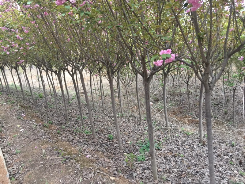 樱花汉中货源2020年8月20日修改量大优惠