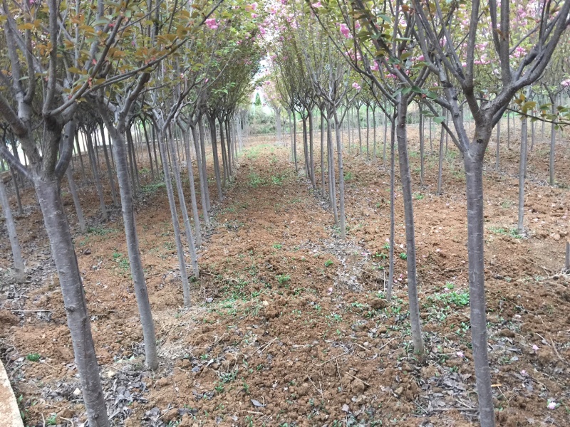 樱花汉中货源2020年8月20日修改量大优惠