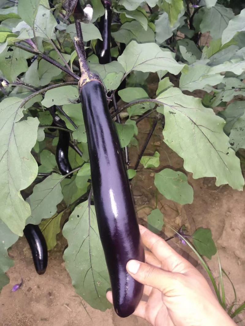紫茄子辽宁大量上市全国供货诚信经营可电话咨询